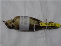 藏品(茅斑蝗鶯)的圖片